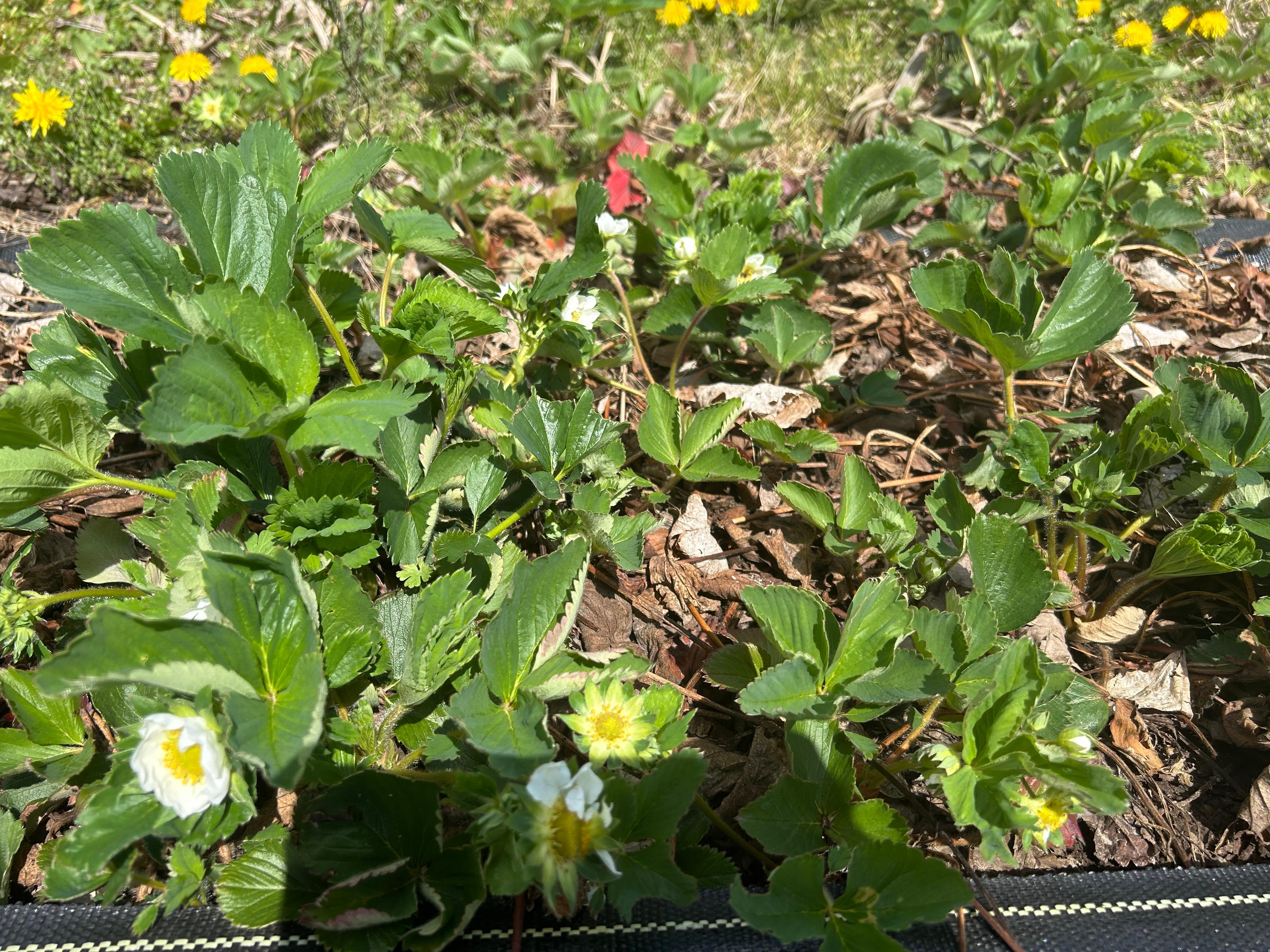 Flowering strawberries.